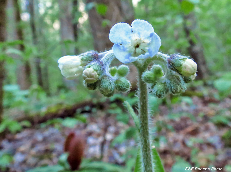 Wild_Comfrey