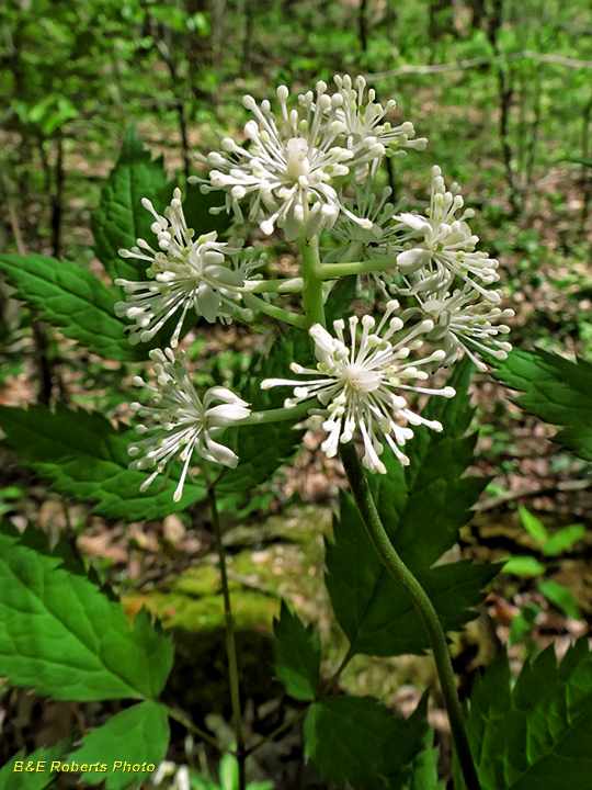 Baneberry