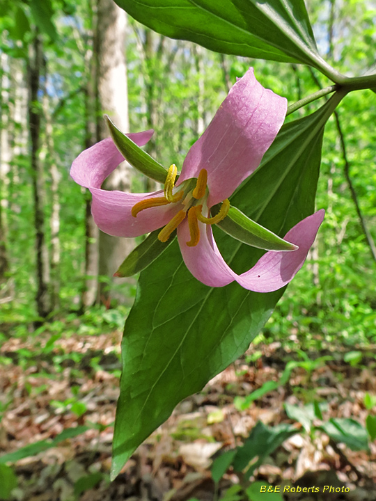 Trillium