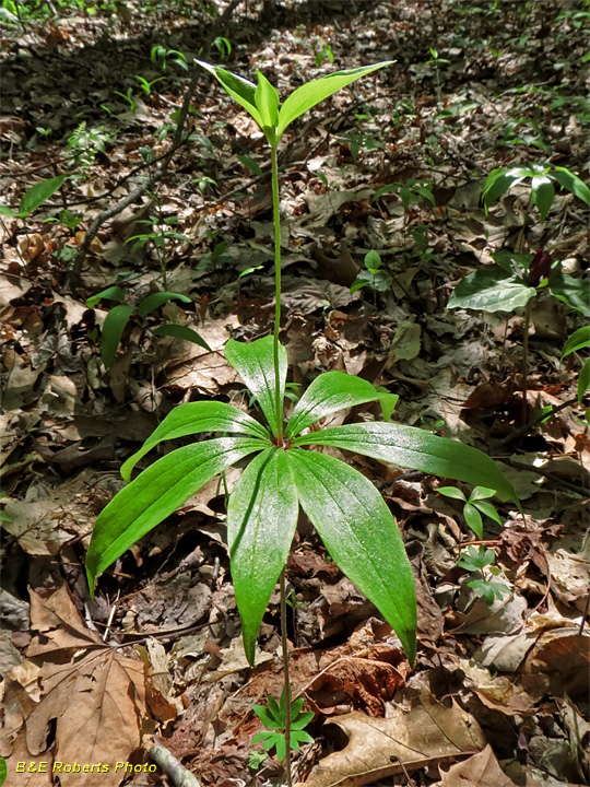 Indian_Cucumber_Root