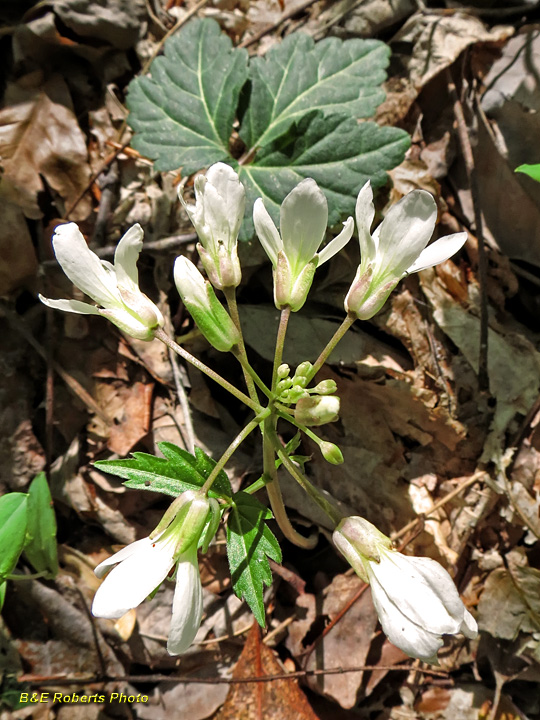 Toothwort