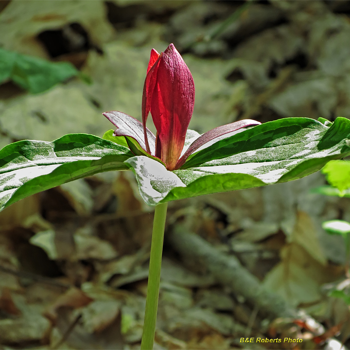 Red_Trillium