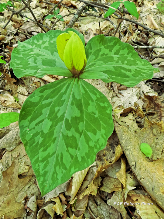 Trillium_luteum