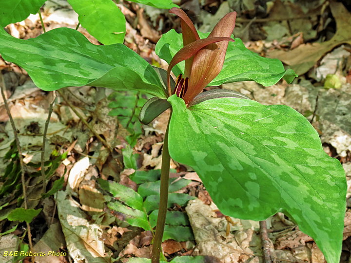 Bronze_Trillium