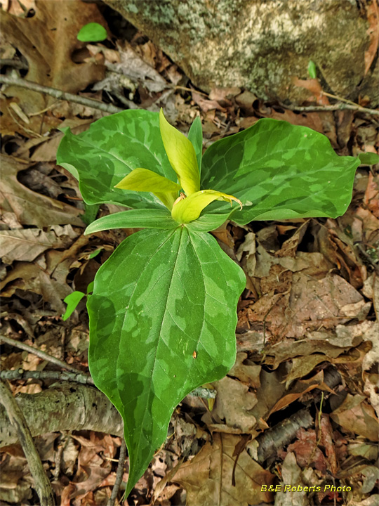 Trillium_luteum