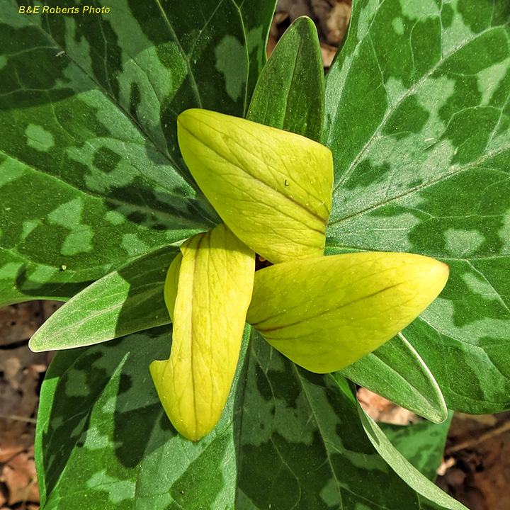 Trillium_luteum