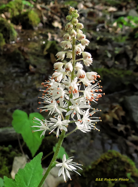 Foamflower