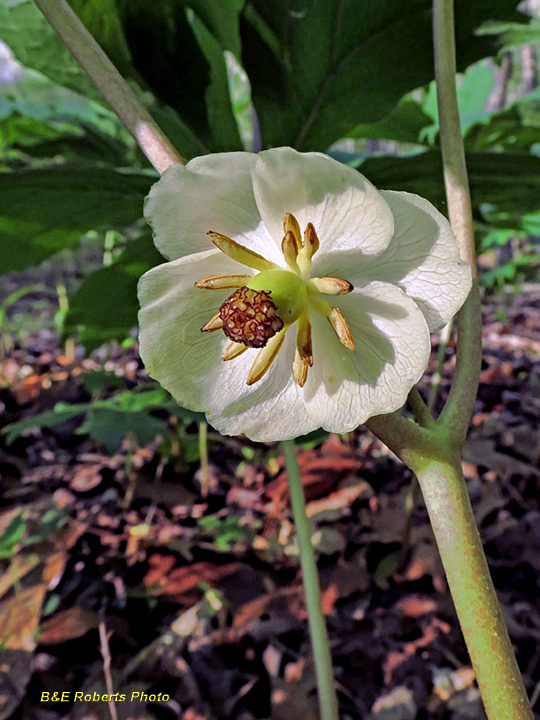 Mayapple