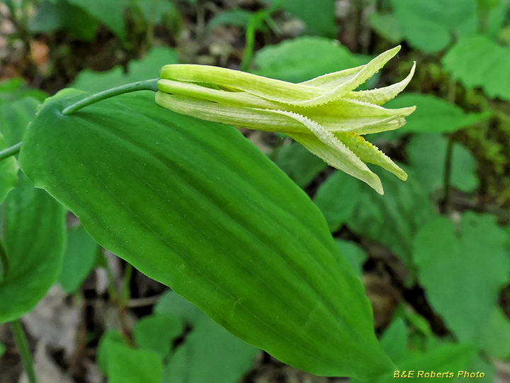 Bellwort