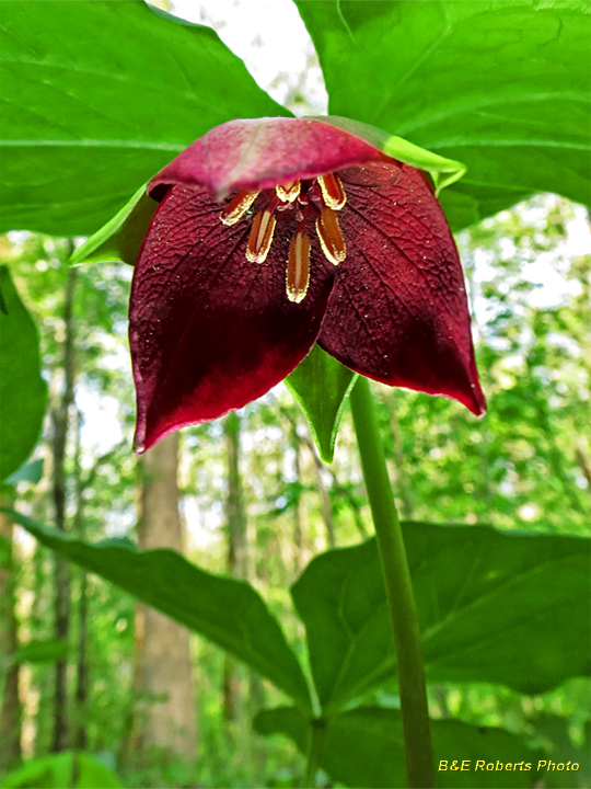 Trillium_vaseyi