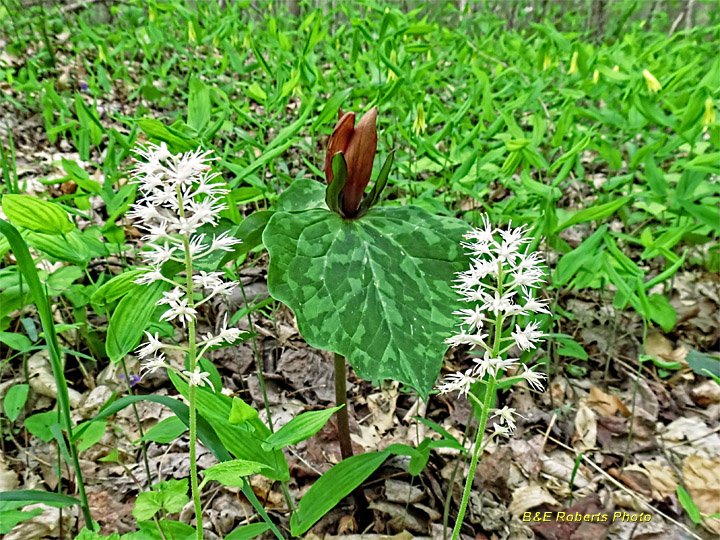 Habitat