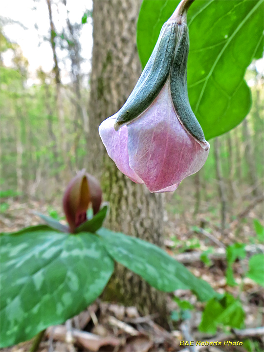 Opening_trillium