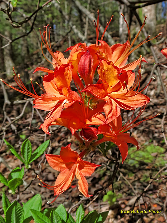 Flame_azalea