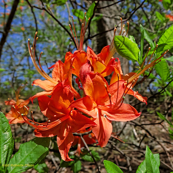 Flame_Azalea