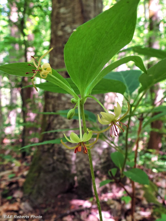 Indian_Cucumber_Root