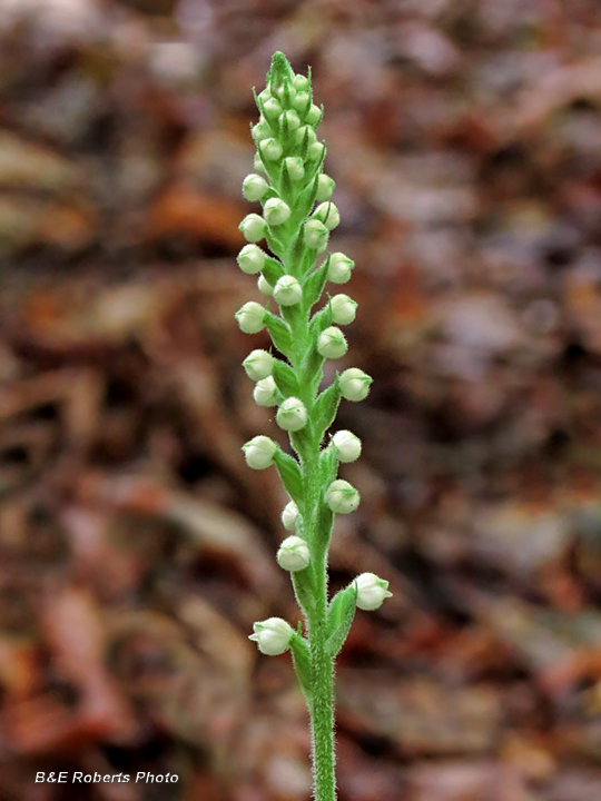 Rattlesnake_Orchid