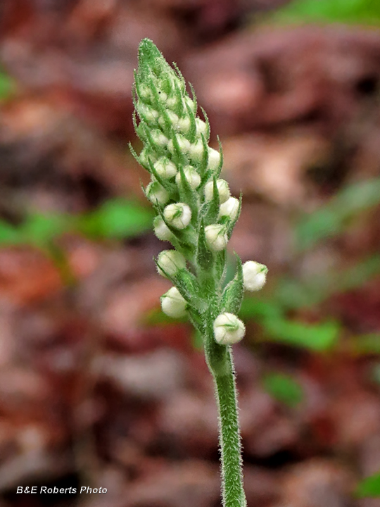 Rattlesnake_Orchid