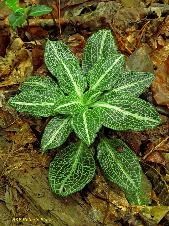 Rattlesnake_leaves