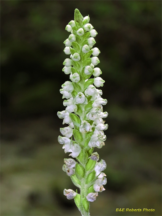 Downy_Rattlesnake_Plantain