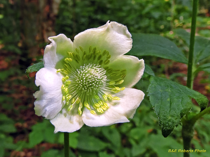 Thimbleweed