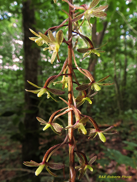 Cranefly_Orchid