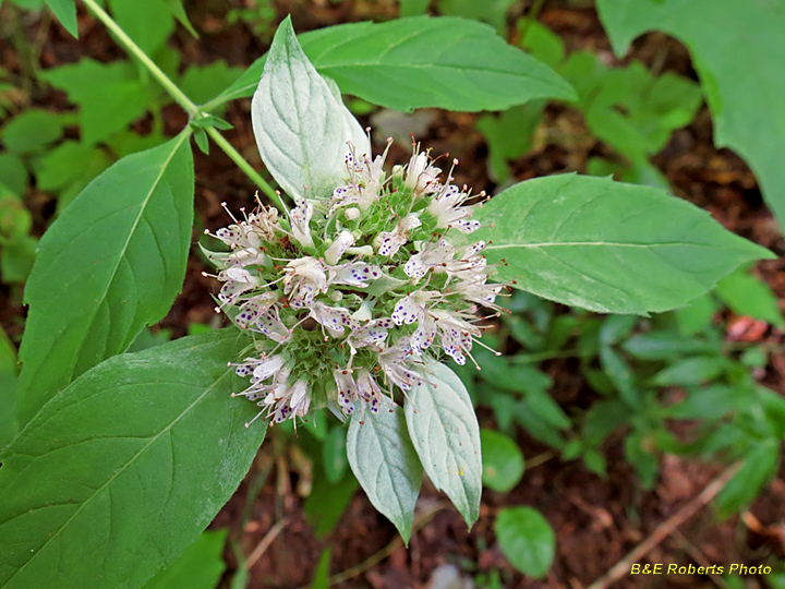 Mountain_Mint