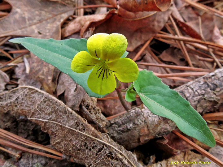 Yellow_Halberd_Violet