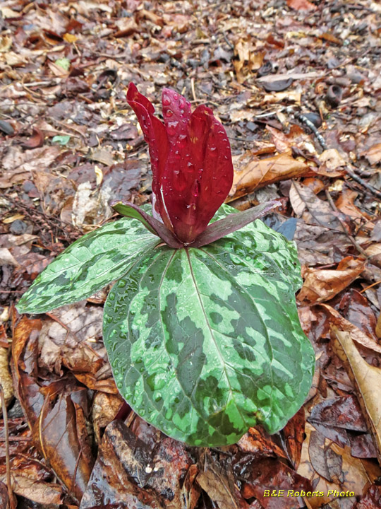 Trillium