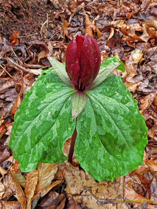 Trillium