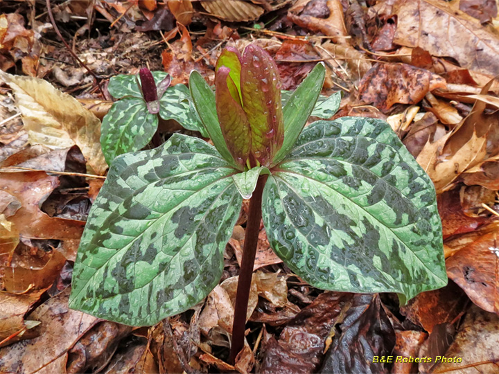 Trillium