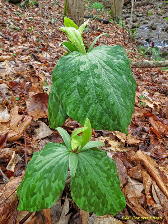 Yellow_Trilliums