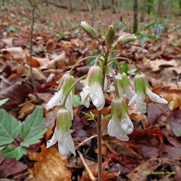 Toothwort