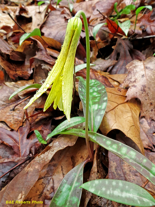 Trout_Lily