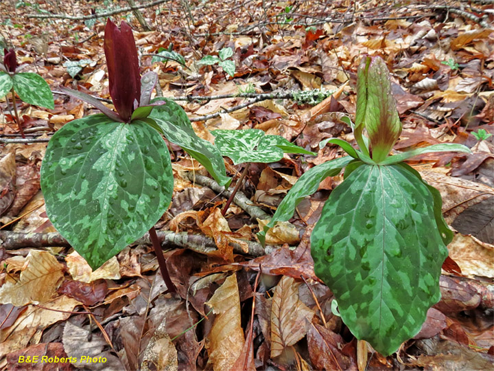 Trilliums