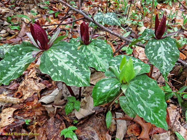 Four_Trilliums