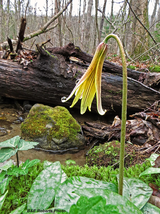 Trout_Lily