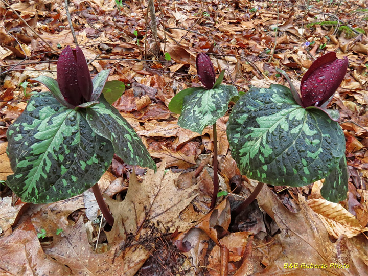 Three_Trilliums