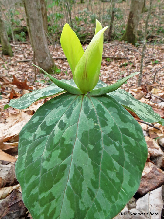 Trillium