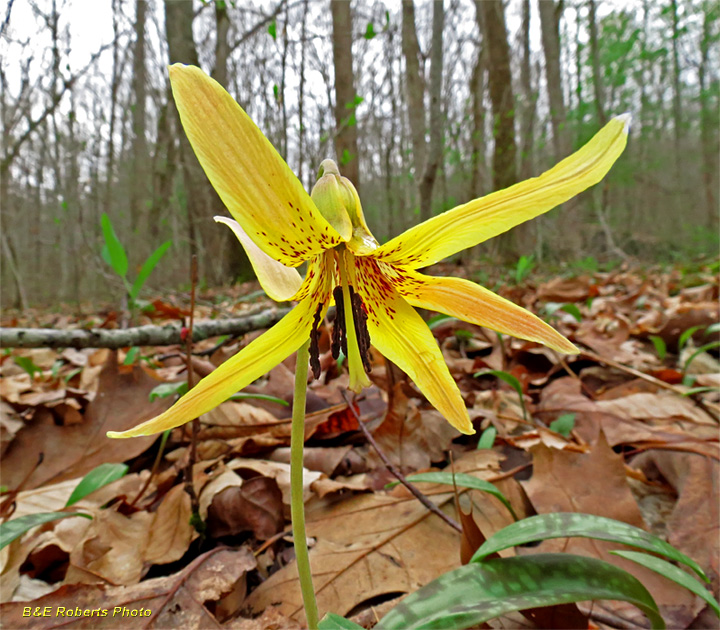 Trout_Lily