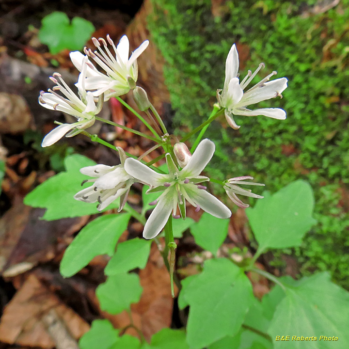 Cardamine_flagellifera