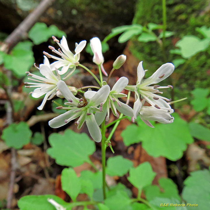 Cardamine_flagellifera