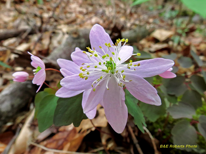 Pink_Rue_Anemone