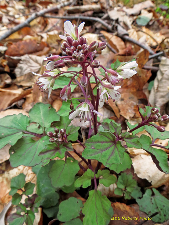 Cardamine