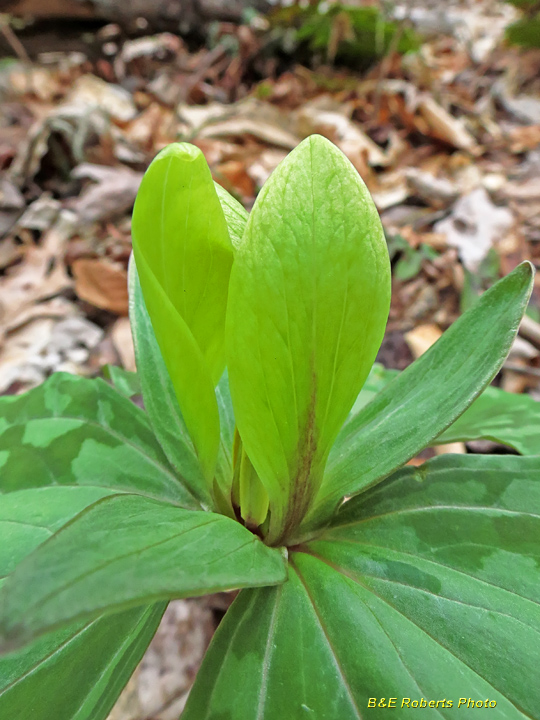 Yellow_trillium