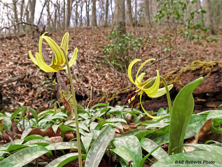 Trout_Lilies