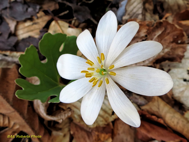 Bloodroot