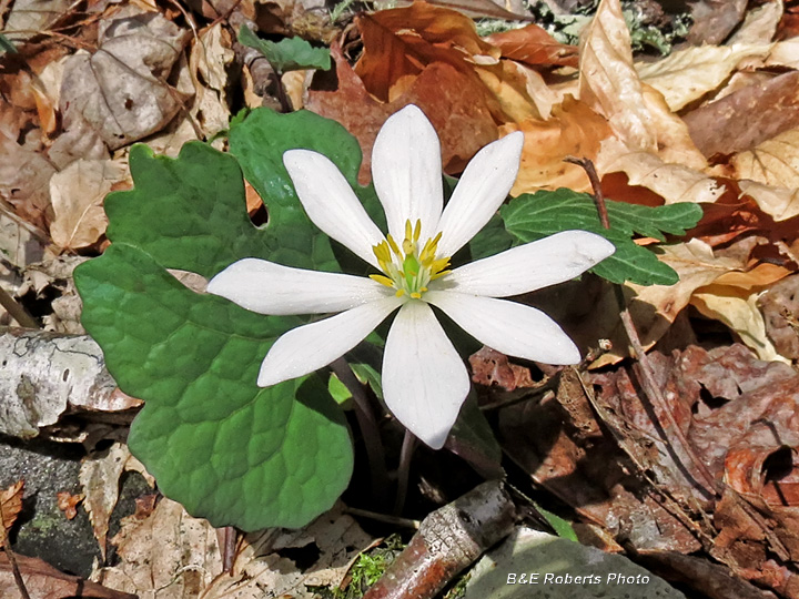 Bloodroot