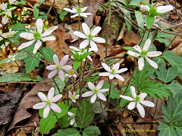 Hepatica