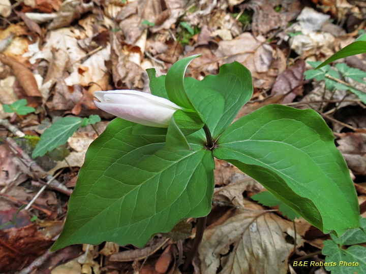 Trillium-grandiflorum