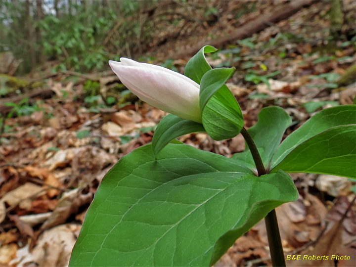 Trillium_Grandiflorum